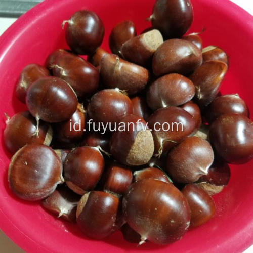 Dijual bersih Chestnut segar